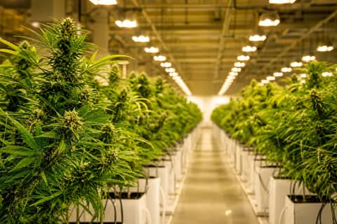 Best Cannabis Stocks Right Now