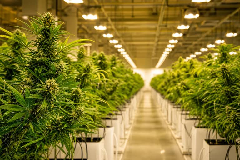 Best Cannabis Stocks Right Now